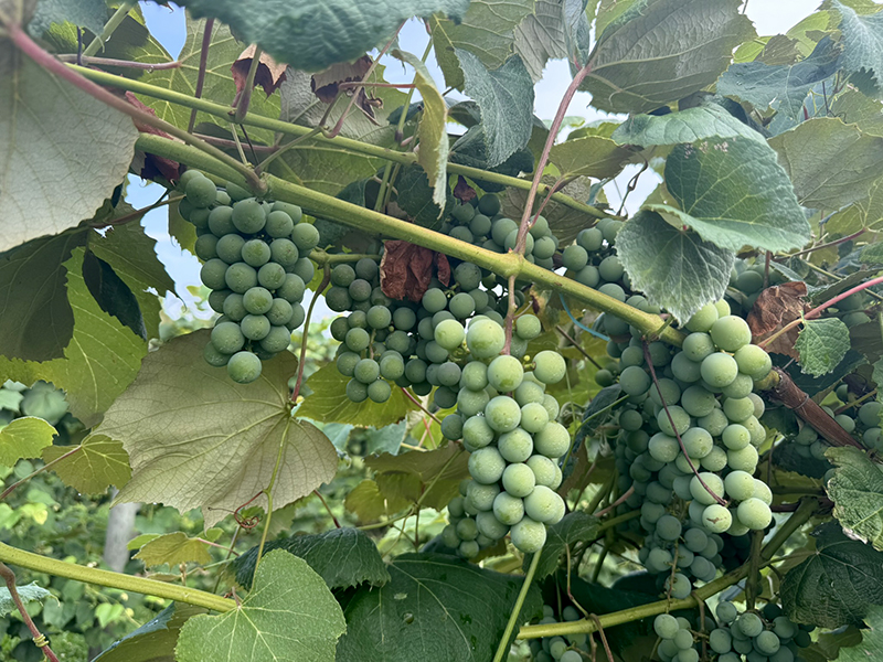 Concord grapes hanging from a vine.